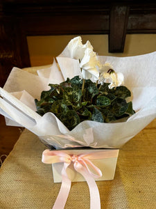 CYCLAMEN PLANT