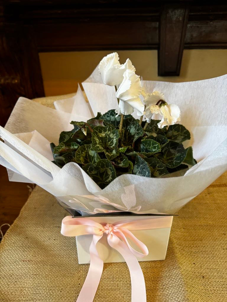 CYCLAMEN PLANT