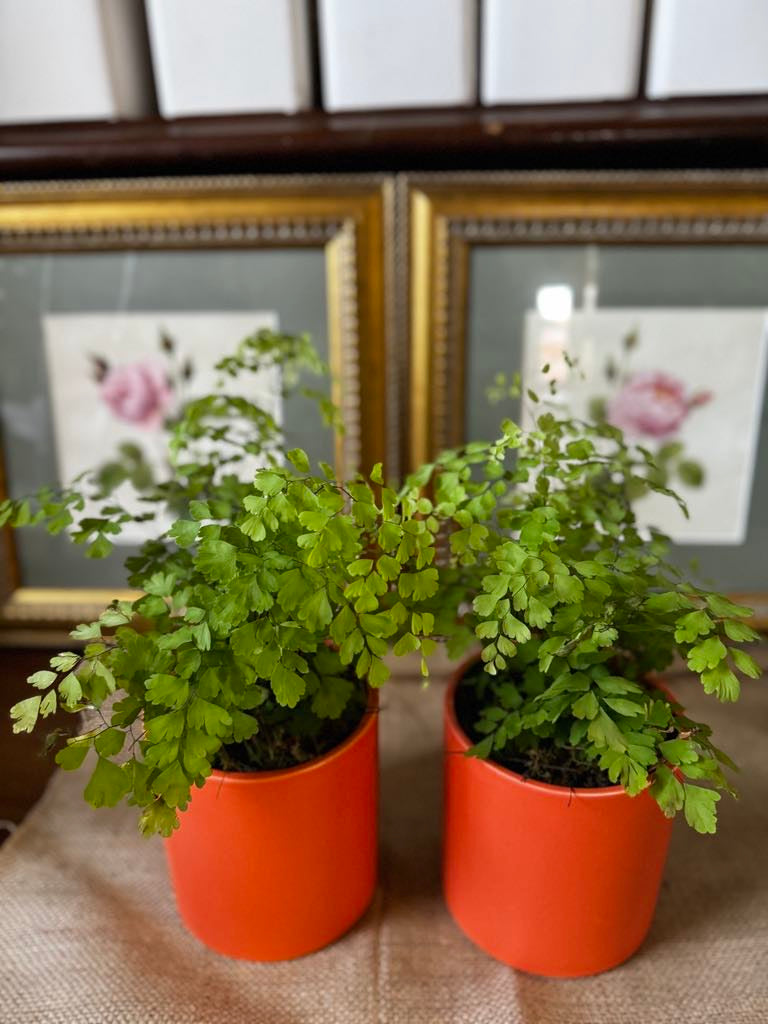 Maiden Hair Fern