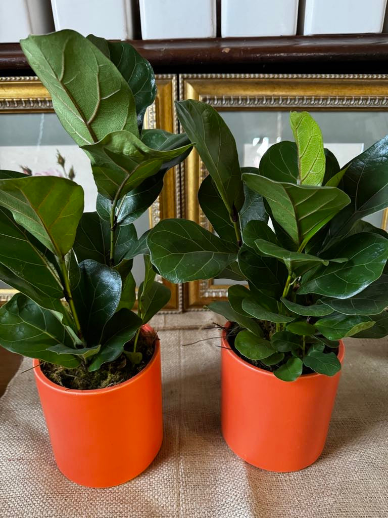 Fiddle Fig Leaf Plant